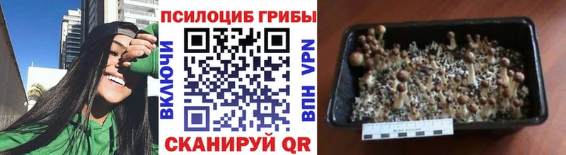 Галлюциногенные грибы прущие грибы  KRAKEN   Новоалександровск 